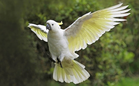 小葵花凤头鹦鹉价格 一般在3000-10000之间