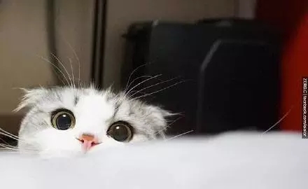 大圆脸真是萌的不要不要的