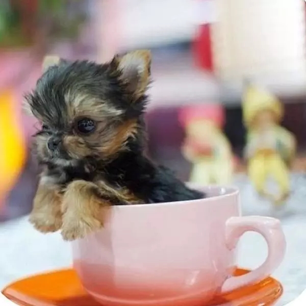 茶杯犬，萌死人不偿命！