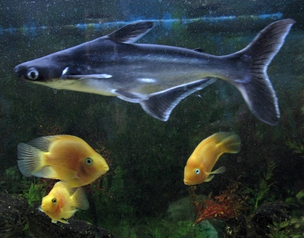 虎鲨观赏鱼怎么养 做好疾病的预防工作