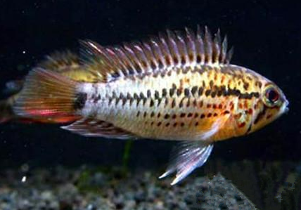 斑点短鲷怎么养 注意不可过度喂食