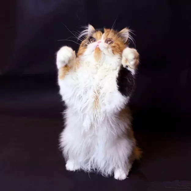 喵星人，你那么逗你家里人知道吗？