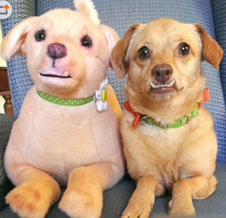 主人说她特意给我找了个玩伴儿