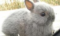 波兰兔吃什么 最好是青干草与兔粮的配比