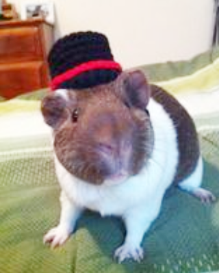 萌萌的小仓鼠！