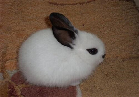 怎么训练海棠兔大小便 一旦训练不能中止