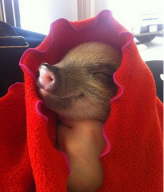 你哪来的自信，这么臭美