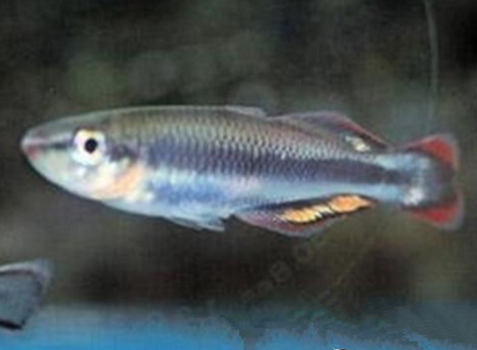 马达加斯加彩虹的疾病预防 保证良好水质