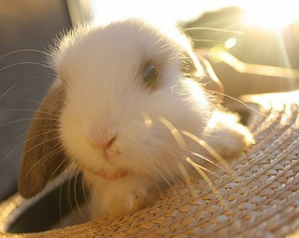 来个阳光浴也挺不错的！