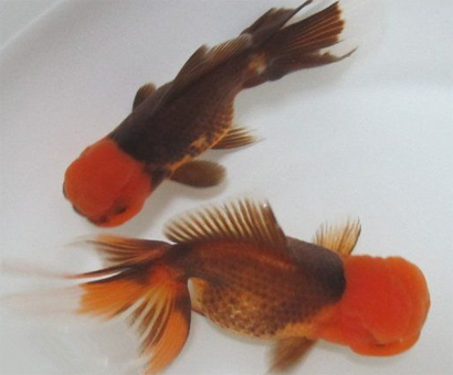 朱顶紫罗袍的价格 是比较名贵的金鱼