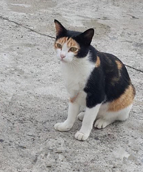 猫咪也喜欢戴帽子！