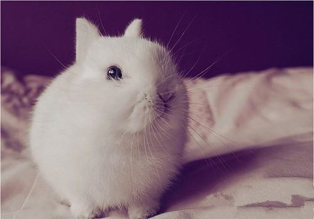 波兰兔不吃东西怎么办 饲料要清洁新鲜