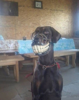 狗狗笑的很开心啊