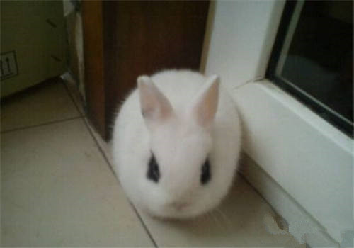 海棠兔拉稀吃什么药 搞清原因对症下药