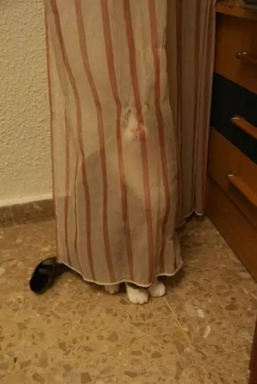 喵星人，你那么逗你家里人知道吗？