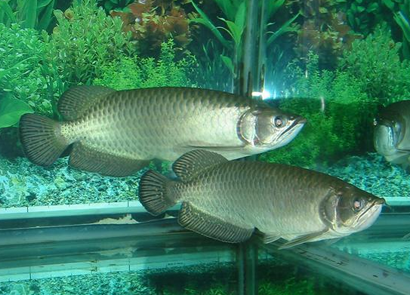 澳洲星点龙怎么养 水温24-28℃都可以