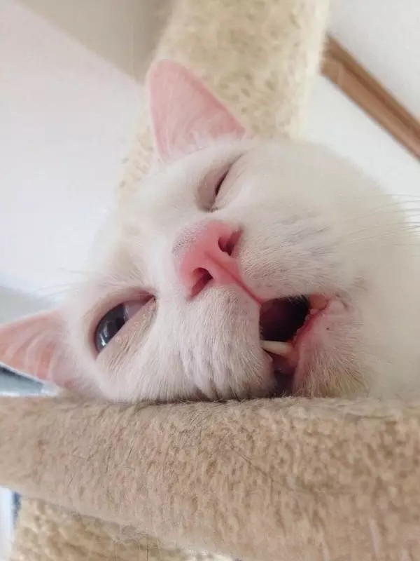 喵星人，你那么逗你家里人知道吗？