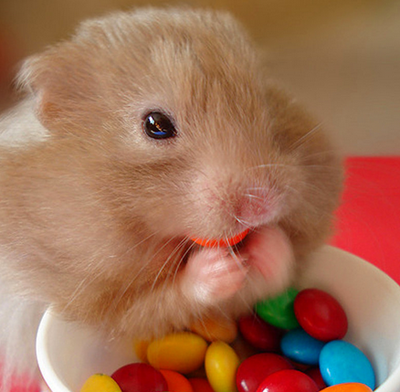 爱吃糖的小家伙