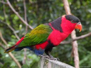 鹦鹉为什么会说话 善于模仿并模仿能力强