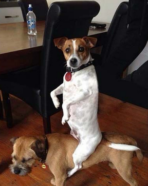 同类何苦为难同类