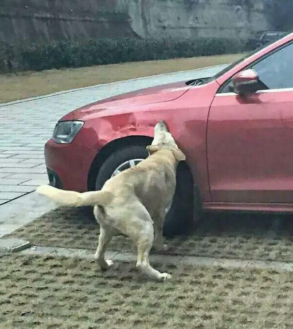 流浪狗因挡车位被踢集体“毁车”，车主你怎么看？