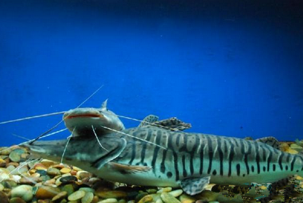 虎鲶吃什么 虎鲶的食量是非常大的