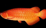 橙红龙鱼怎么养 该鱼比较容易受惊