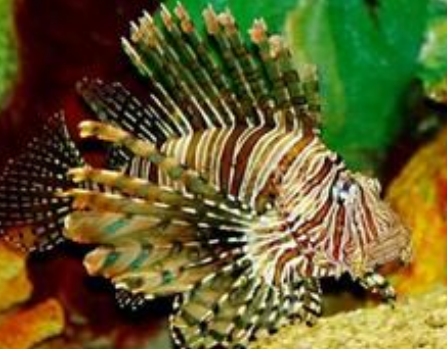 短须狮子鱼吃什么 该鱼以活食为主