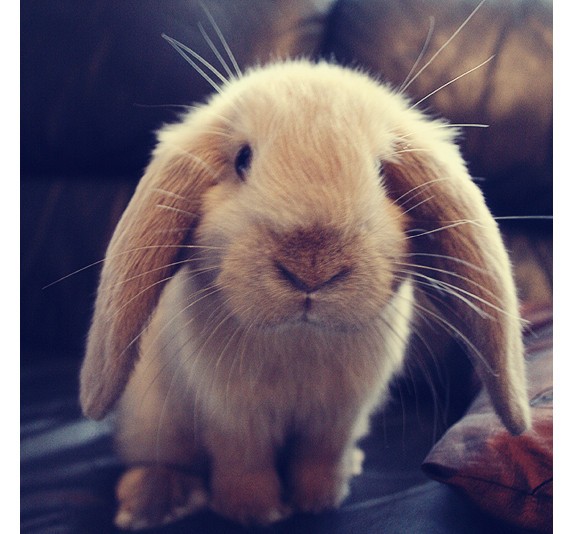 垂耳兔子多少钱 根据品相不同价格也不同