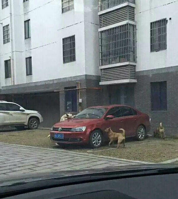 流浪狗因挡车位被踢集体“毁车”，车主你怎么看？