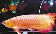 橙红龙鱼吃什么 喂食注意不要喂十分饱