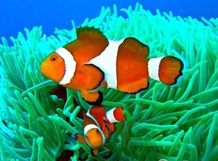 金边透红小丑鱼怎么养 该鱼对水质有要求