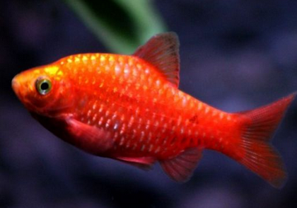 玫瑰鲫吃什么 一天需要投饵2-3次