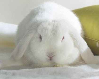 垂耳兔的养殖 兔子是草食爱干净的动物