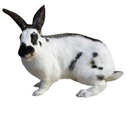 维兰特兔拉稀吃什么药 可喂食蒙脱石散