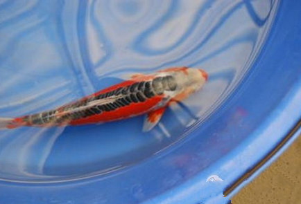 秋翠锦鲤怎么养 注意水质环境的稳定