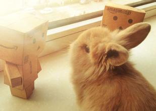 垂耳兔可以长多大 垂耳兔最大可有5斤重