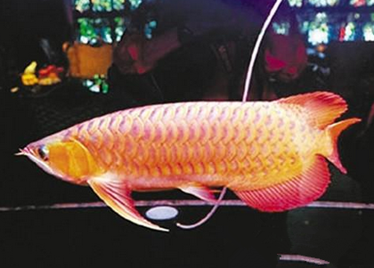 橙红龙鱼吃什么 喂食注意不要喂十分饱