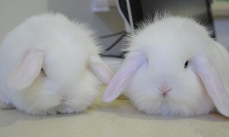  垂耳兔可以晒太阳吗 冬天可以稍微晒晒