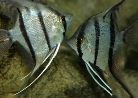 埃及神仙鱼怎么繁殖 需要酸性的软水