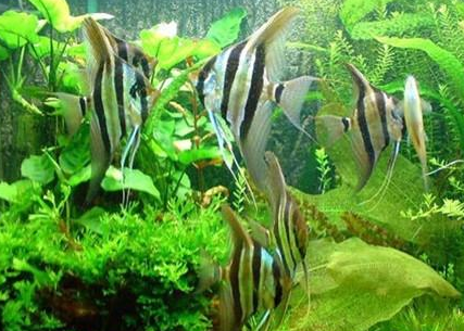 埃及神仙鱼怎么挑选 掌握选购技巧