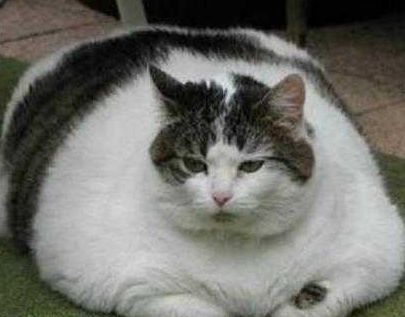 我的胖是暂时的，你的矮是终身的！