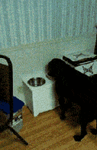 喵星人神出鬼没，吓死吃饭的汪星人了