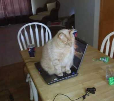 这儿好暖和哦，主人别赶我走嘛