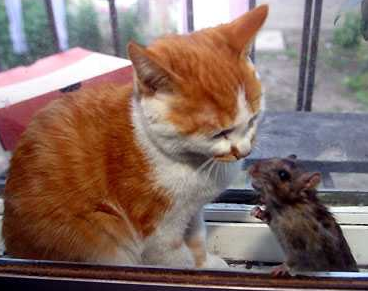 两老鼠结婚后，母老鼠越发嚣张