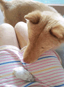 舔闲事的汪星人