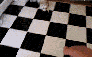 雪貂随主人手枪手势倒下，演技不一般啊