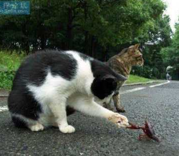 石头、剪子、布！