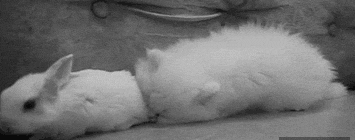 你是不是要乱来？~什么？