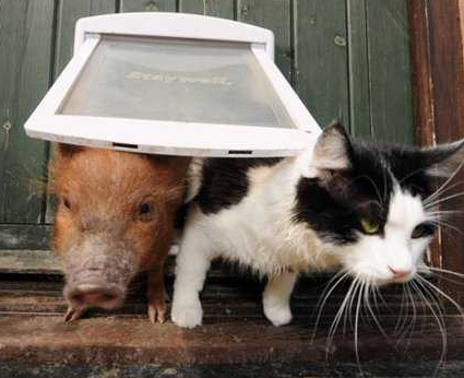 猫和猪是好朋友